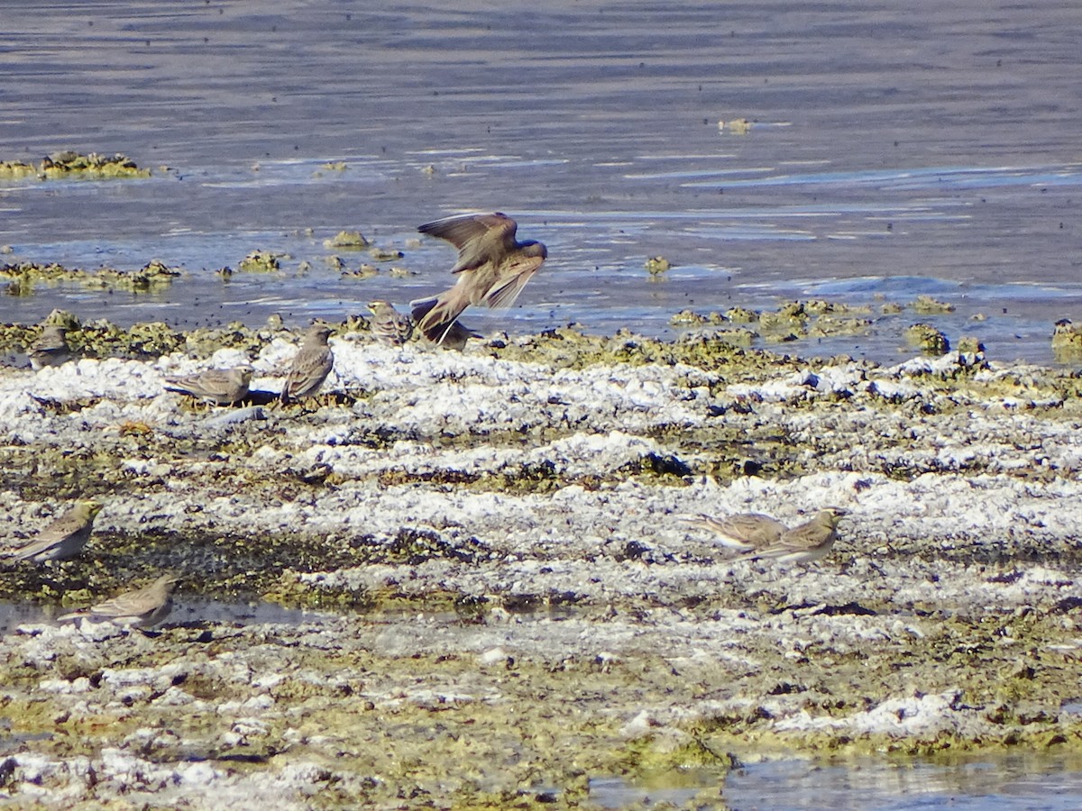 Alondra Cornuda - ML644396931