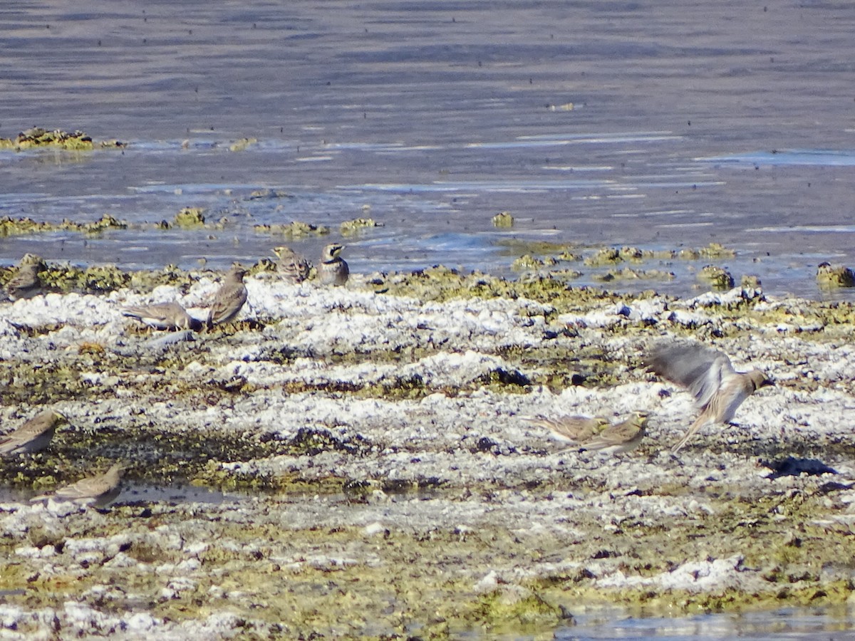 Alondra Cornuda - ML644396932