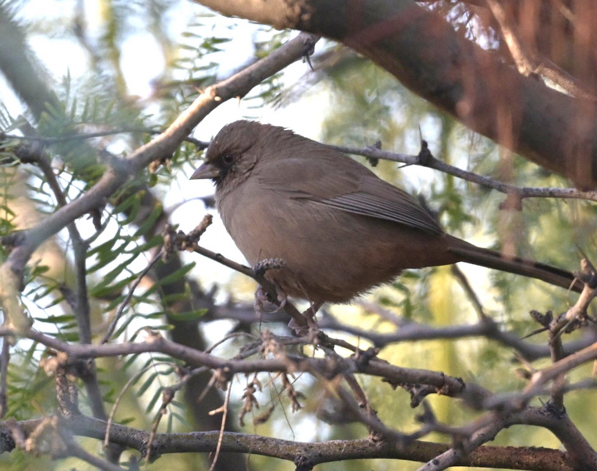 Abert's Towhee - ML644396934