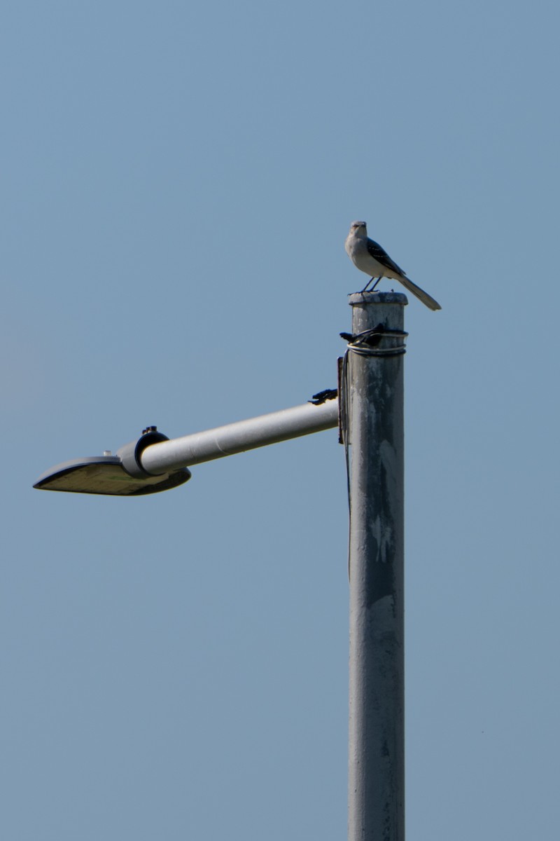 Moqueur des savanes - ML644396946