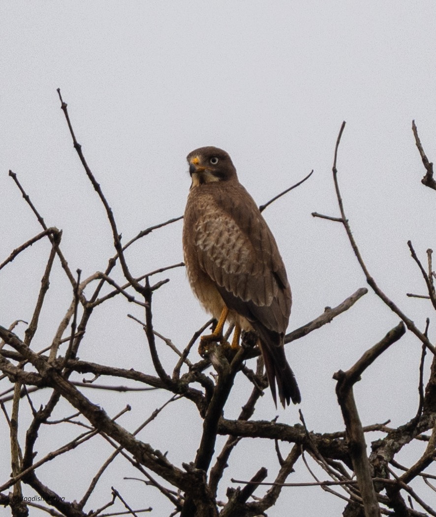 White-eyed Buzzard - ML644396986