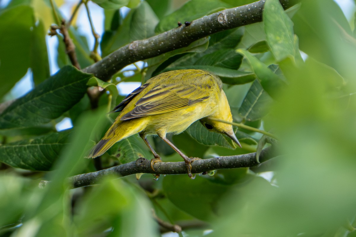 Northern/Mangrove Yellow Warbler - ML644396987