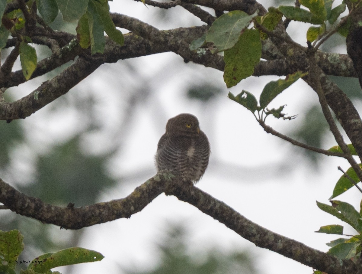 indiaugle - ML644396993