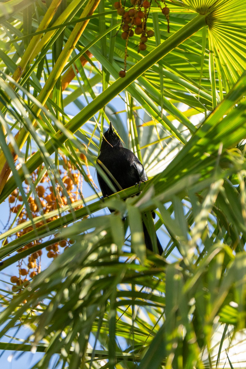 Black Catbird - ML644396997