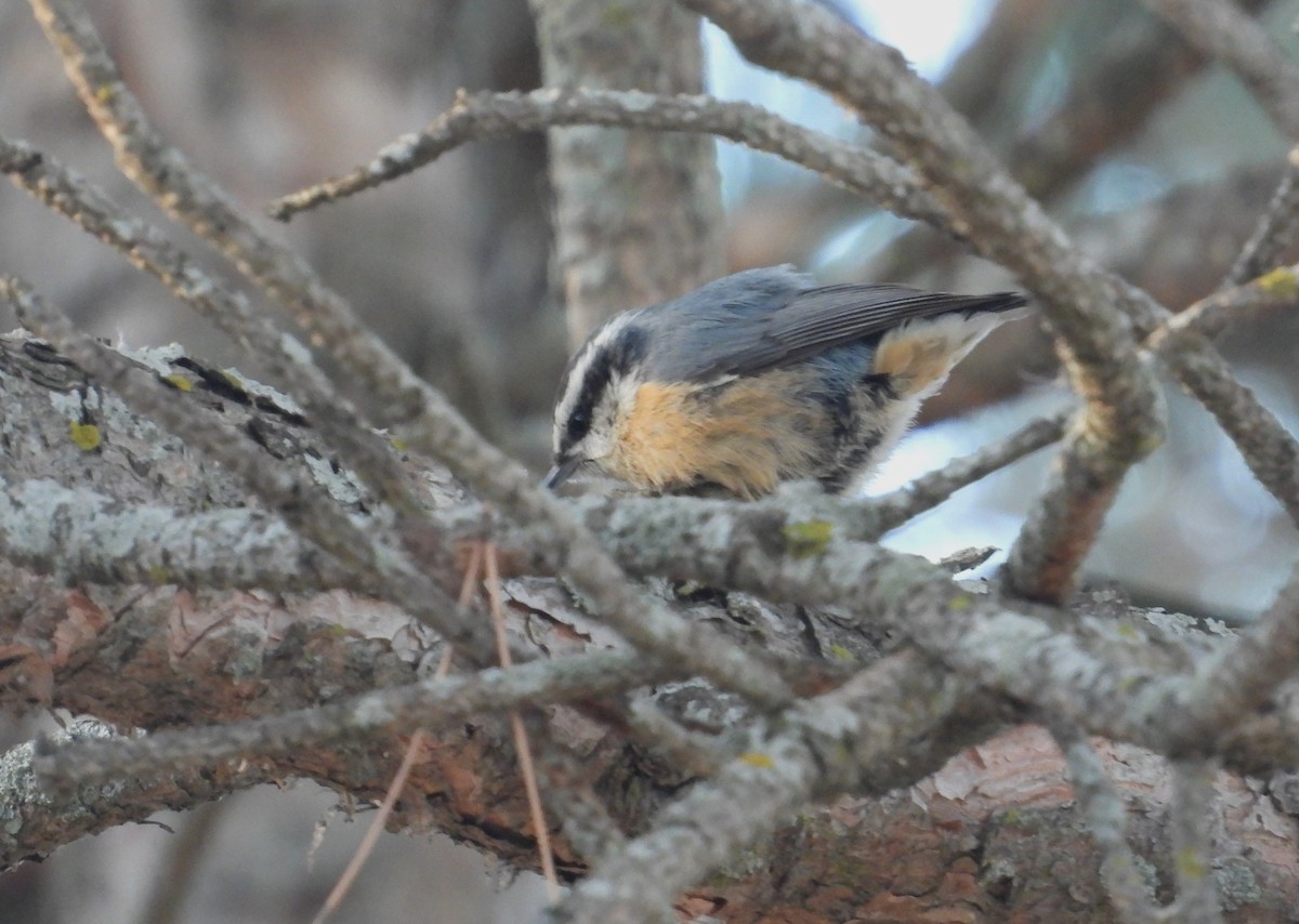 Red-breasted Nuthatch - ML644397004