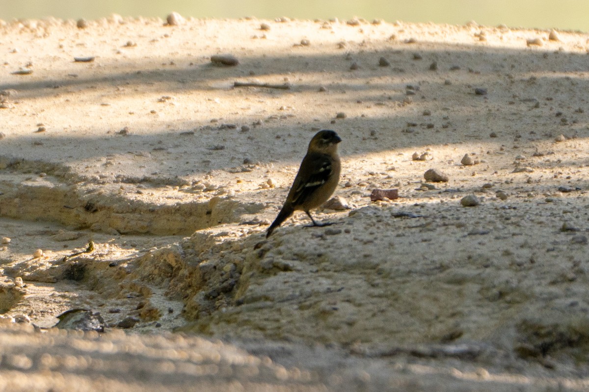 Morelet's Seedeater - ML644397005