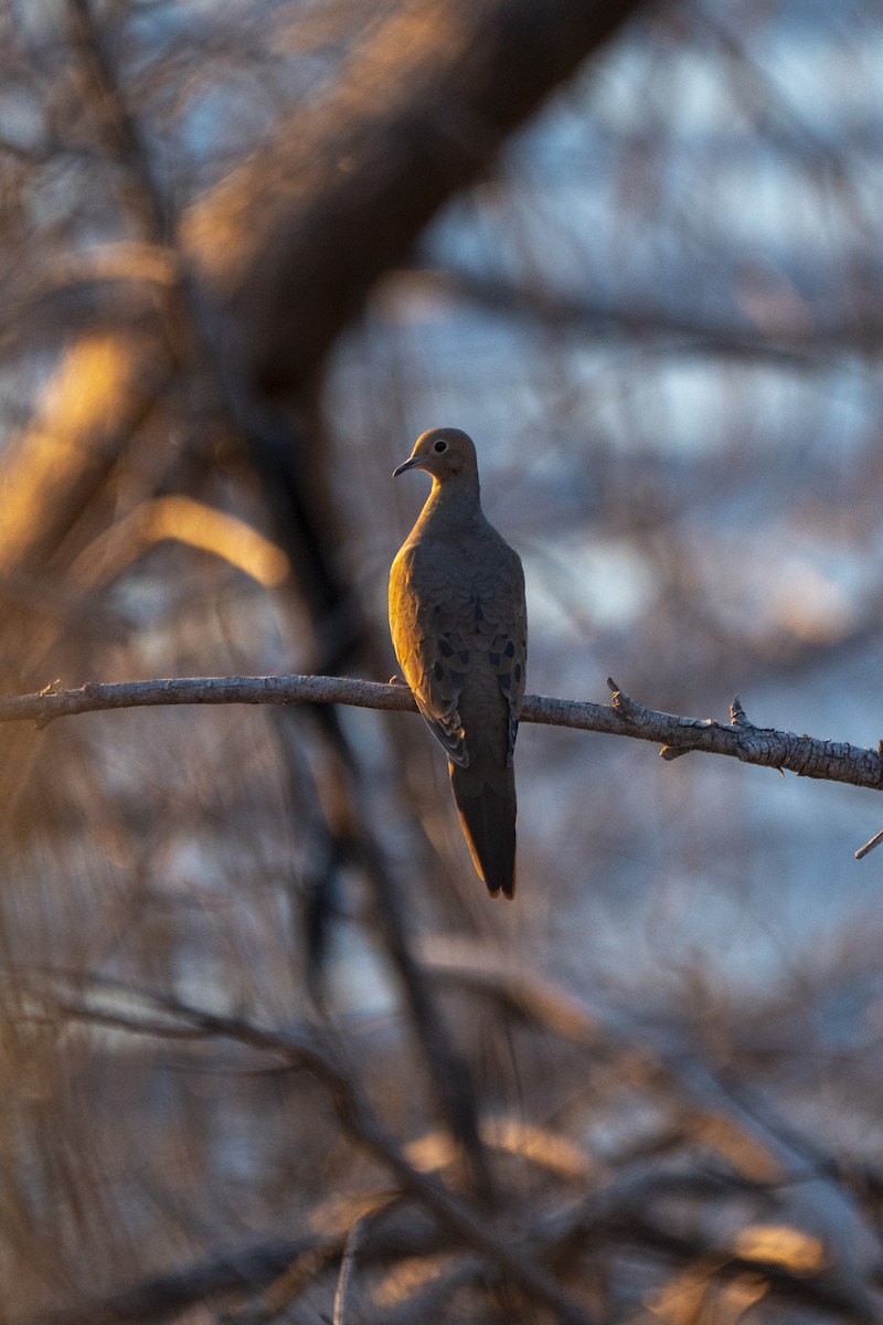 Mourning Dove - ML644397008