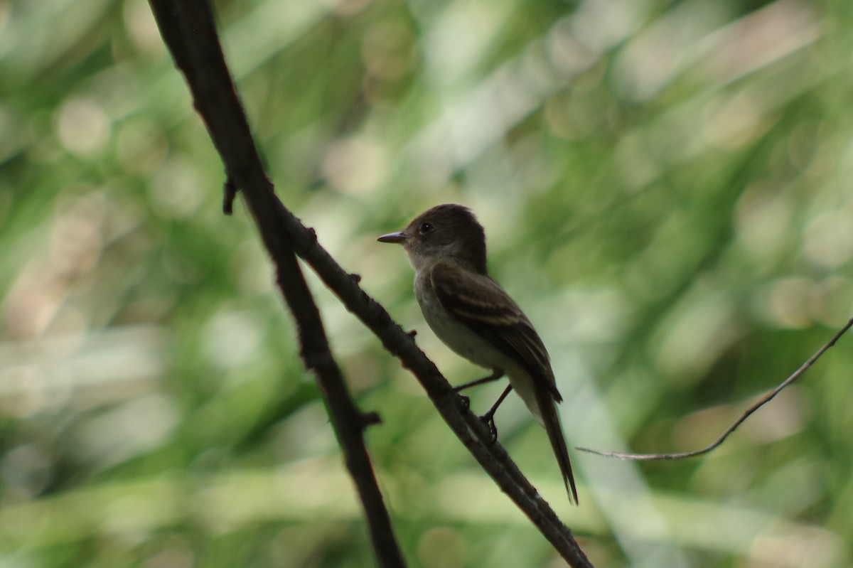 Willow Flycatcher - ML644397012