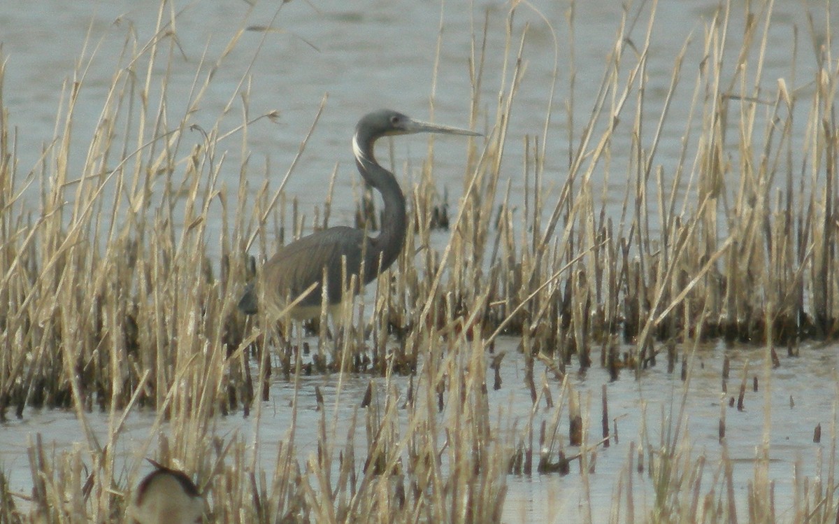 prakthegre - ML644397013