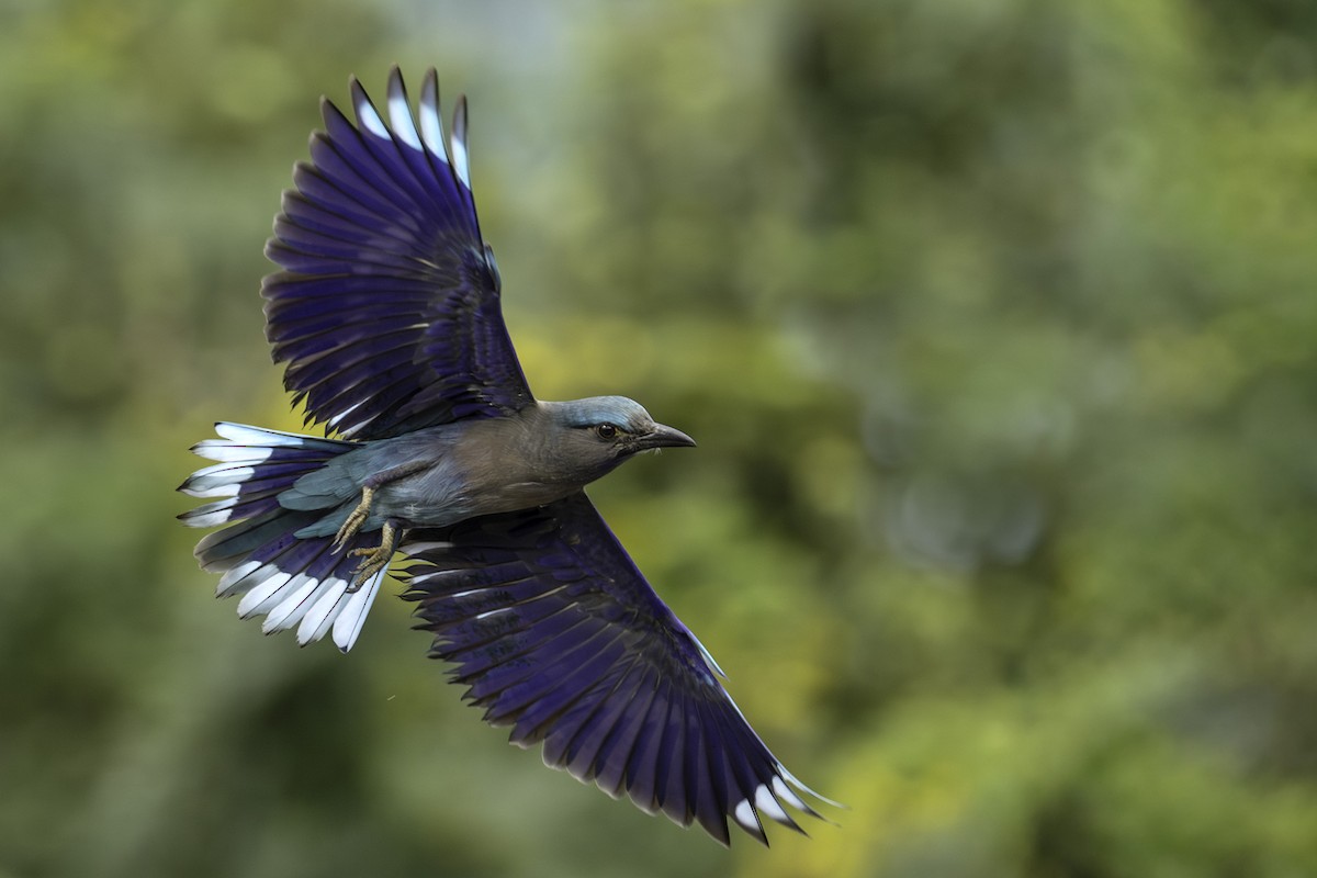 Сиворакша індокитайська - ML644397028