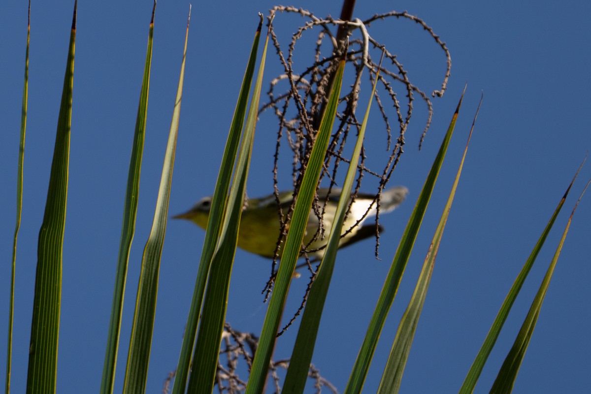 Northern Parula - ML644397029