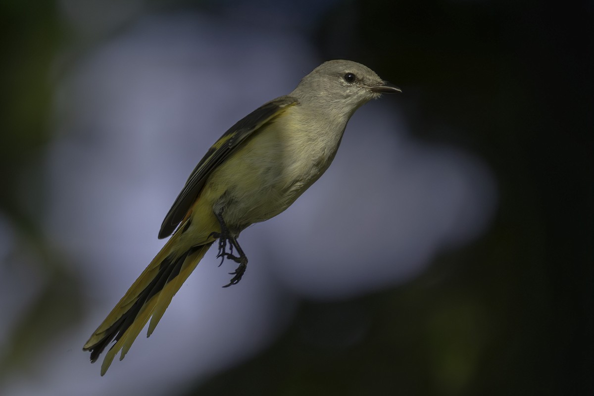 Zwergmennigvogel - ML644397045