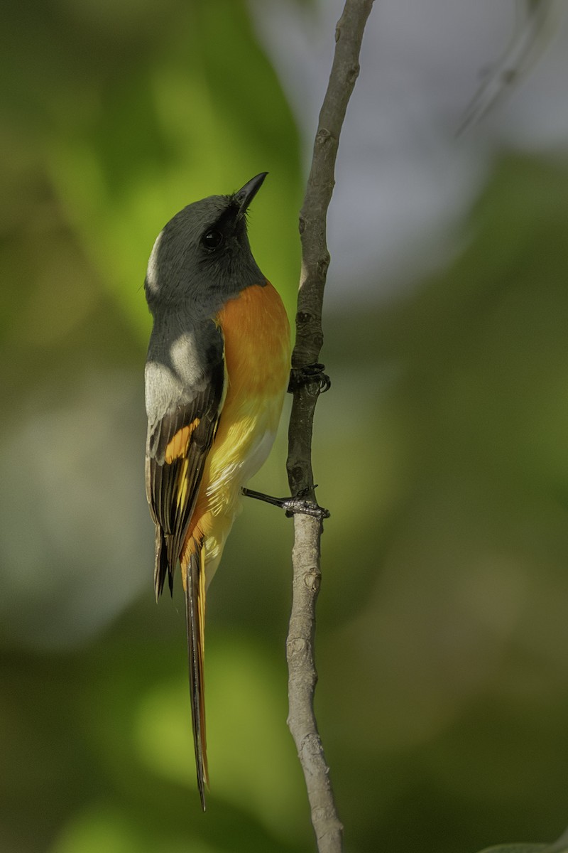 Zwergmennigvogel - ML644397046