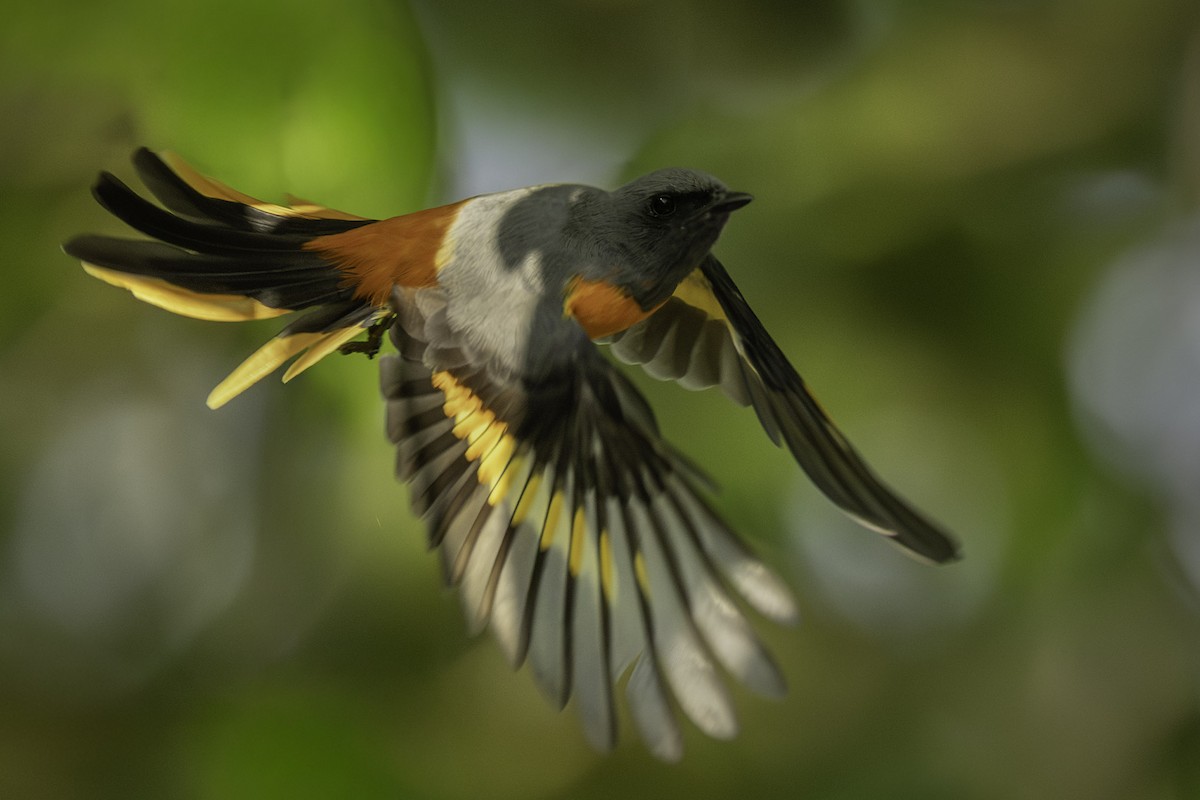 Zwergmennigvogel - ML644397047