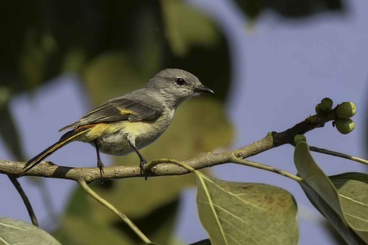 Zwergmennigvogel - ML644397048