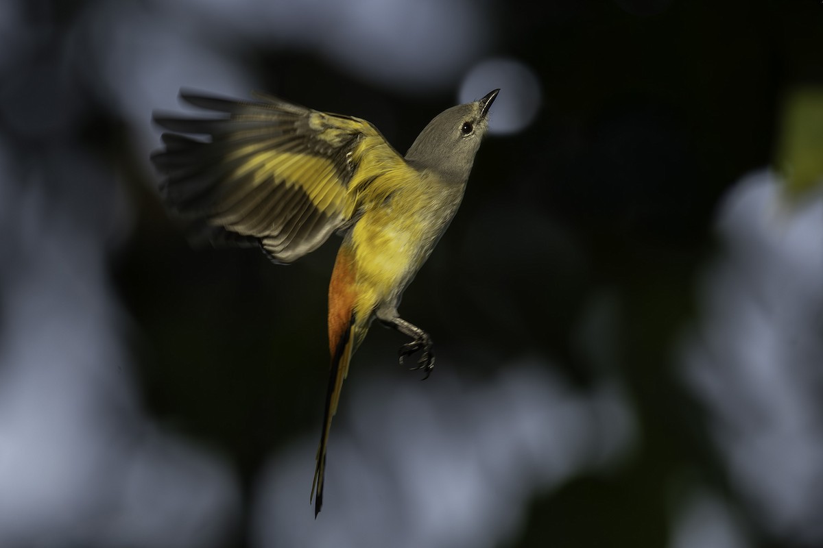 Zwergmennigvogel - ML644397049