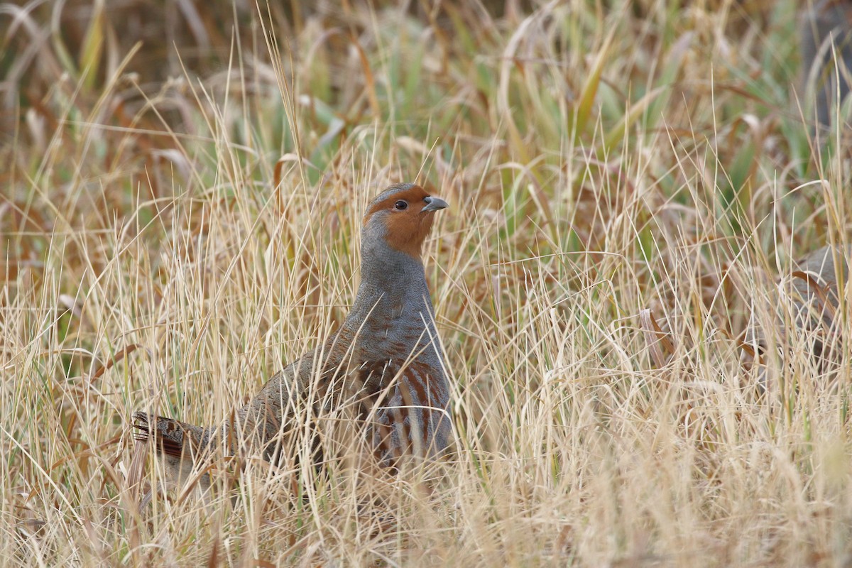 Gray Partridge - ML644397053