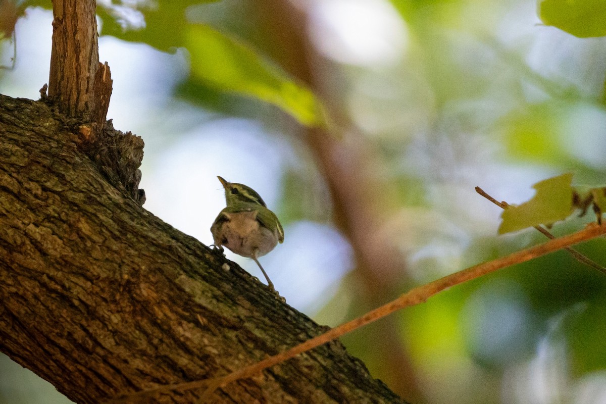 Claudia's Leaf Warbler - ML644397056