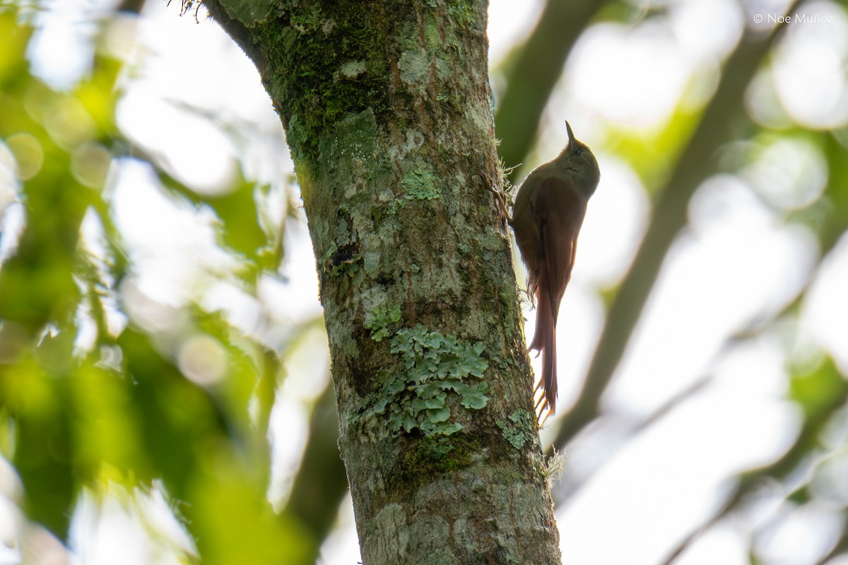 Olivaceous Woodcreeper (Grayish) - ML644397057