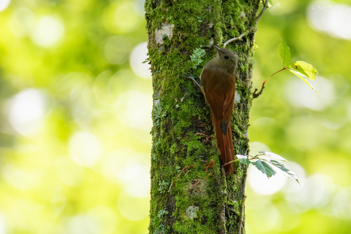 Olivaceous Woodcreeper (Grayish) - ML644397058