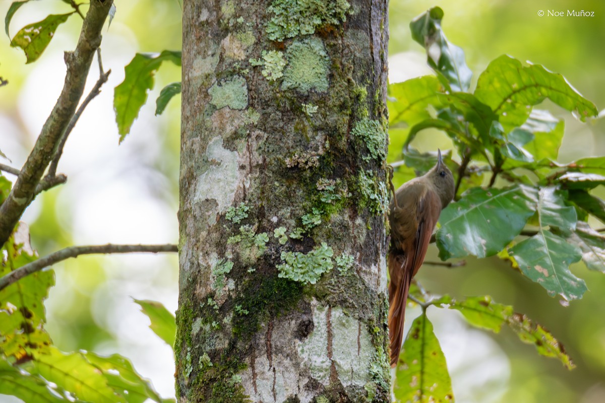 Olivaceous Woodcreeper (Grayish) - ML644397059
