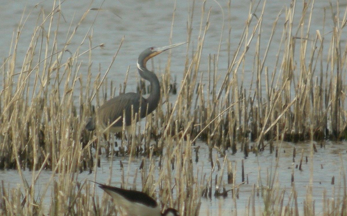 prakthegre - ML644397060