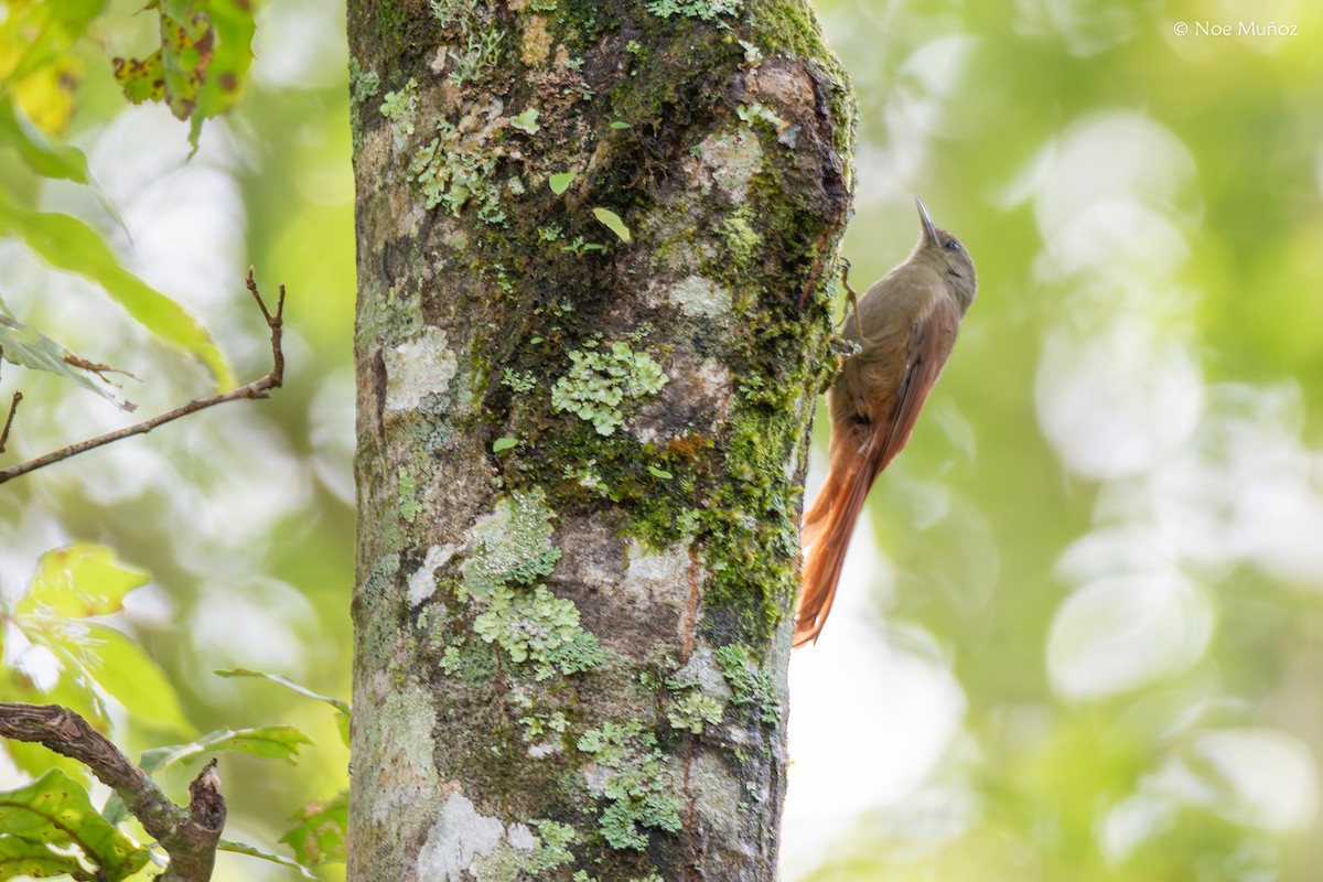 Olivaceous Woodcreeper (Grayish) - ML644397061