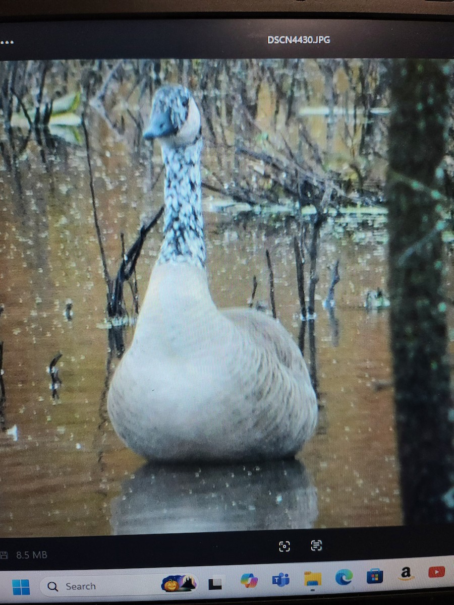 Казарка канадська - ML644397062