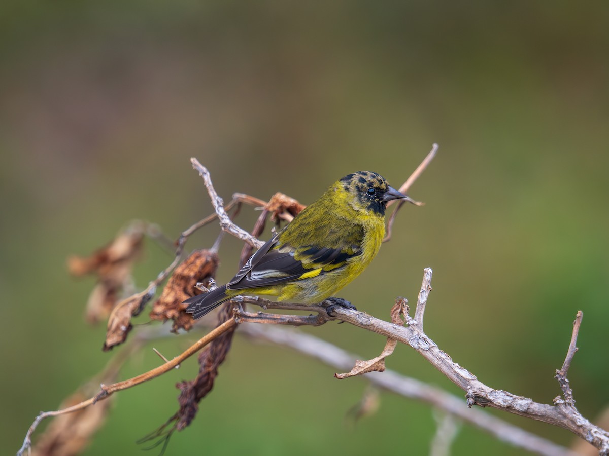 čížek jihoamerický - ML644397063