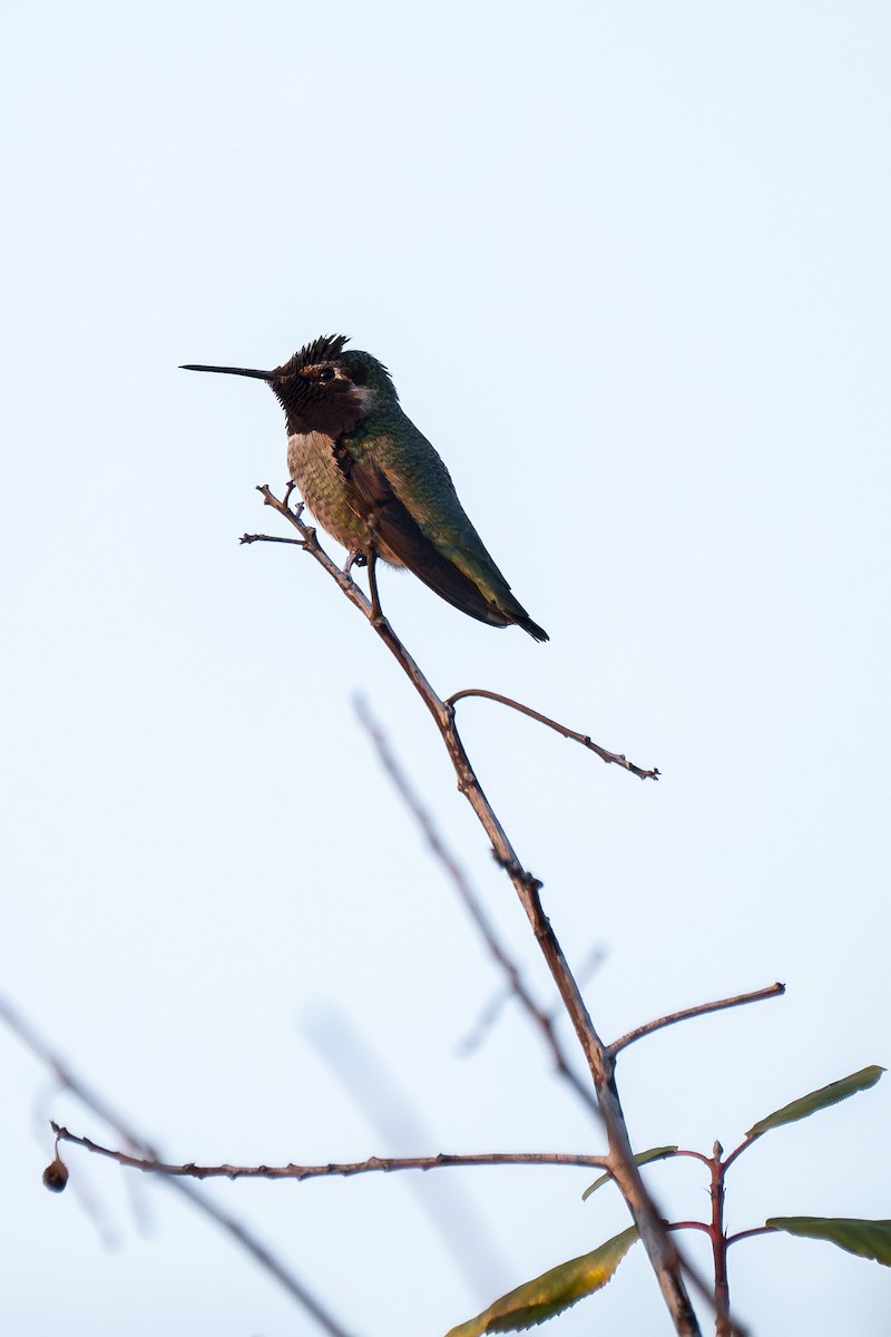 Anna's Hummingbird - ML644397066