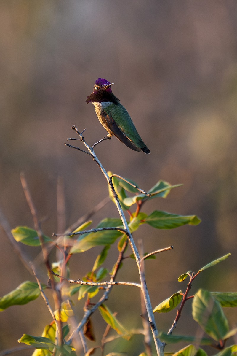 Anna's Hummingbird - ML644397067