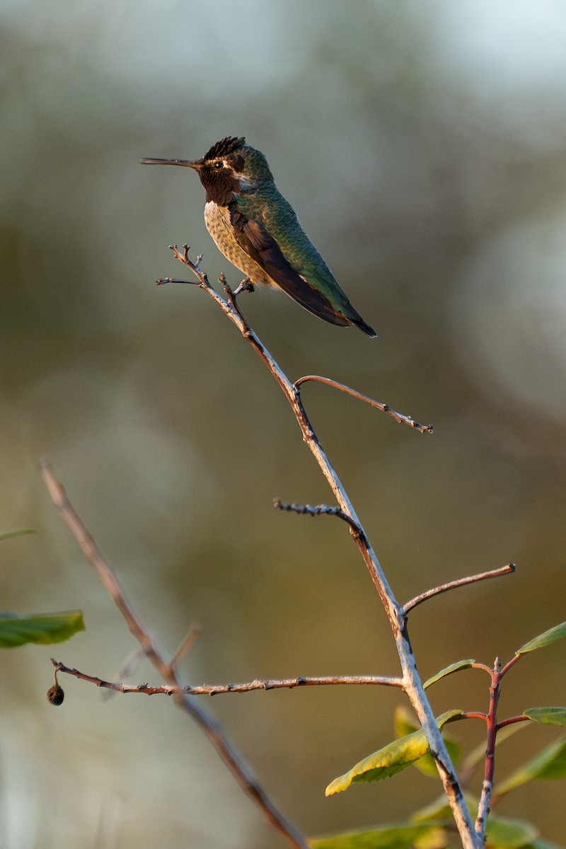 Anna's Hummingbird - ML644397068