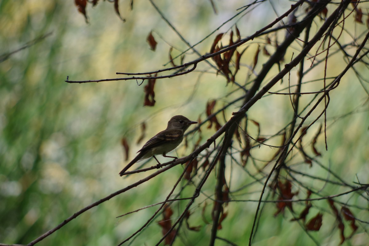 Willow Flycatcher - ML644397071