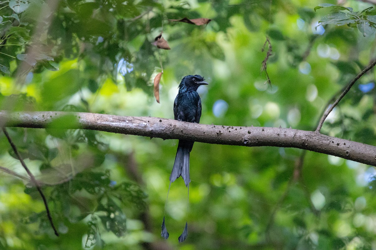 dragedrongo - ML644397072