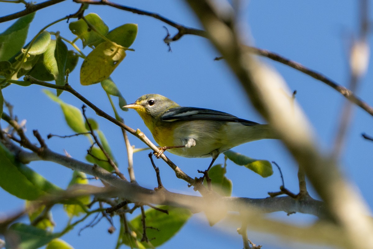Northern Parula - ML644397074