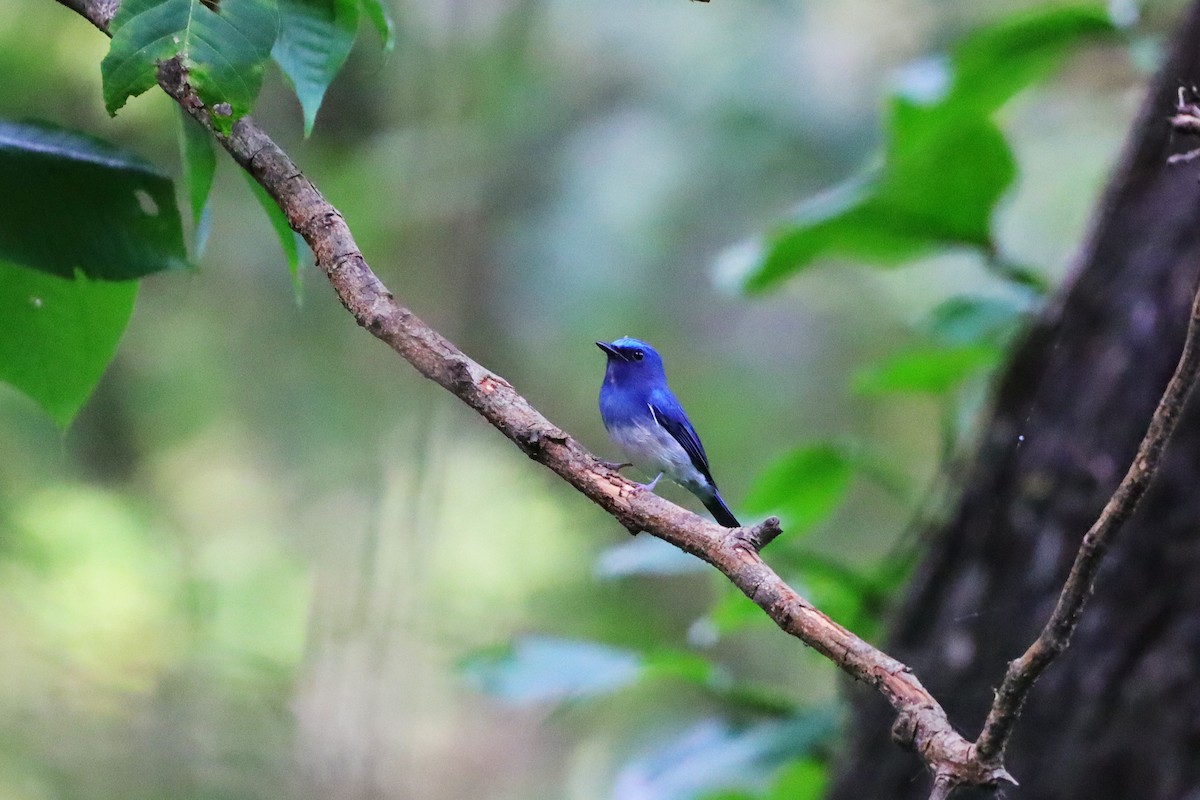 Hainan Blue Flycatcher - ML644397087