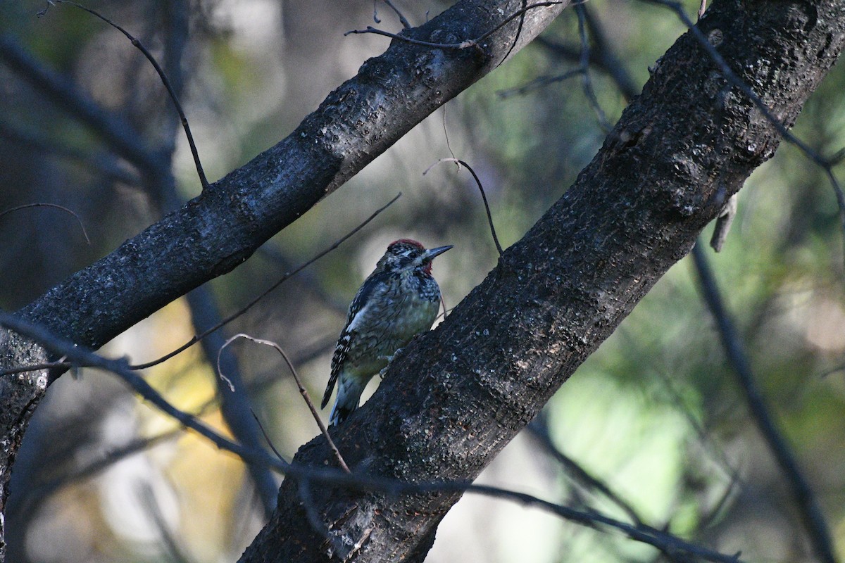 Gelbbauch-Saftlecker - ML644397098