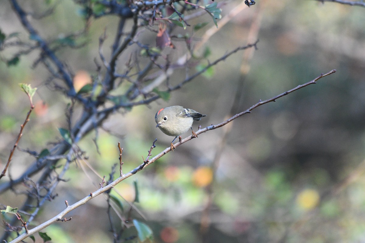 rubinfuglekonge - ML644397102