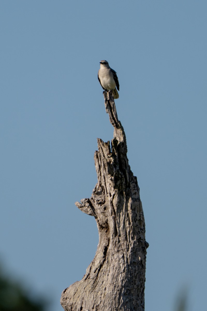 Moqueur des savanes - ML644397106