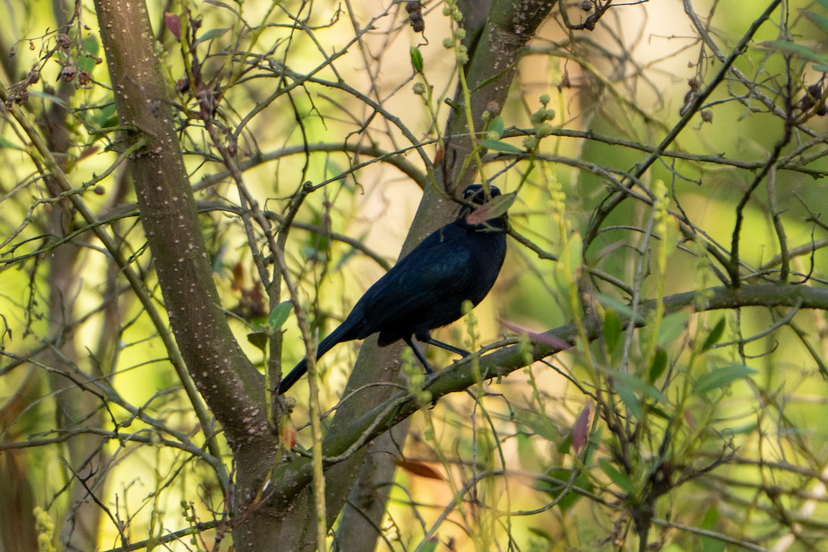 Black Catbird - ML644397107
