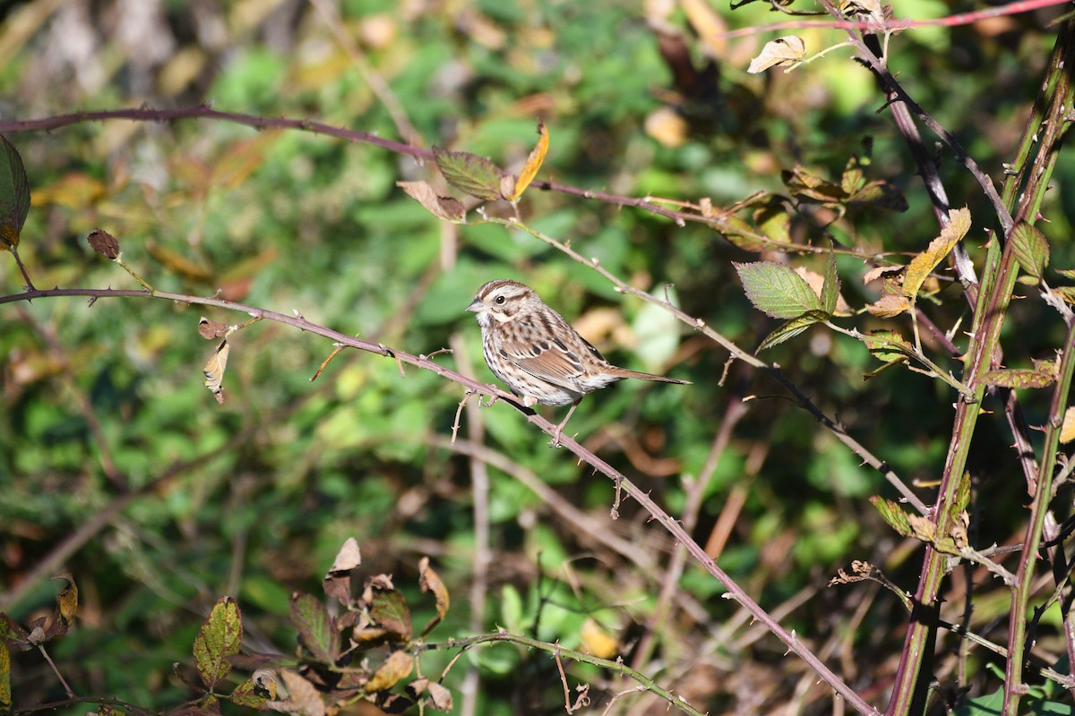 Song Sparrow - ML644397108