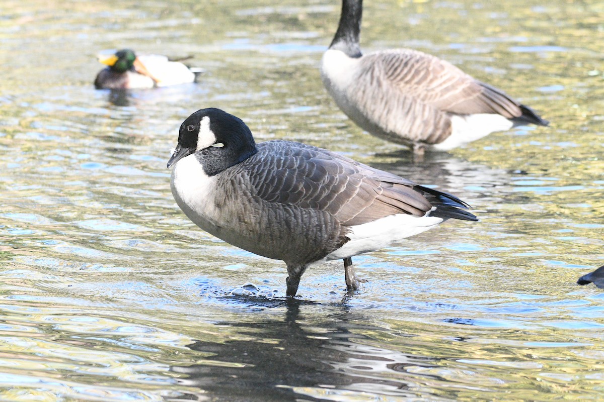 Казарка канадська - ML644397111