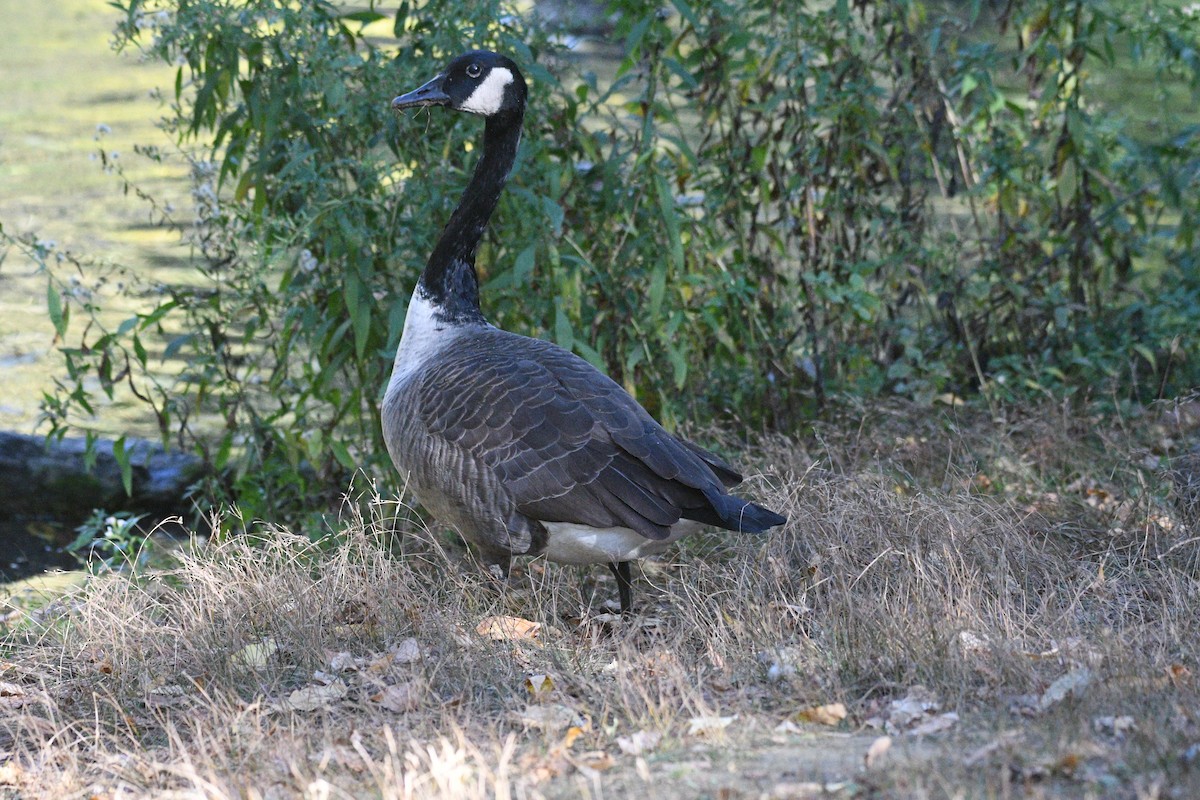 Казарка канадська - ML644397113