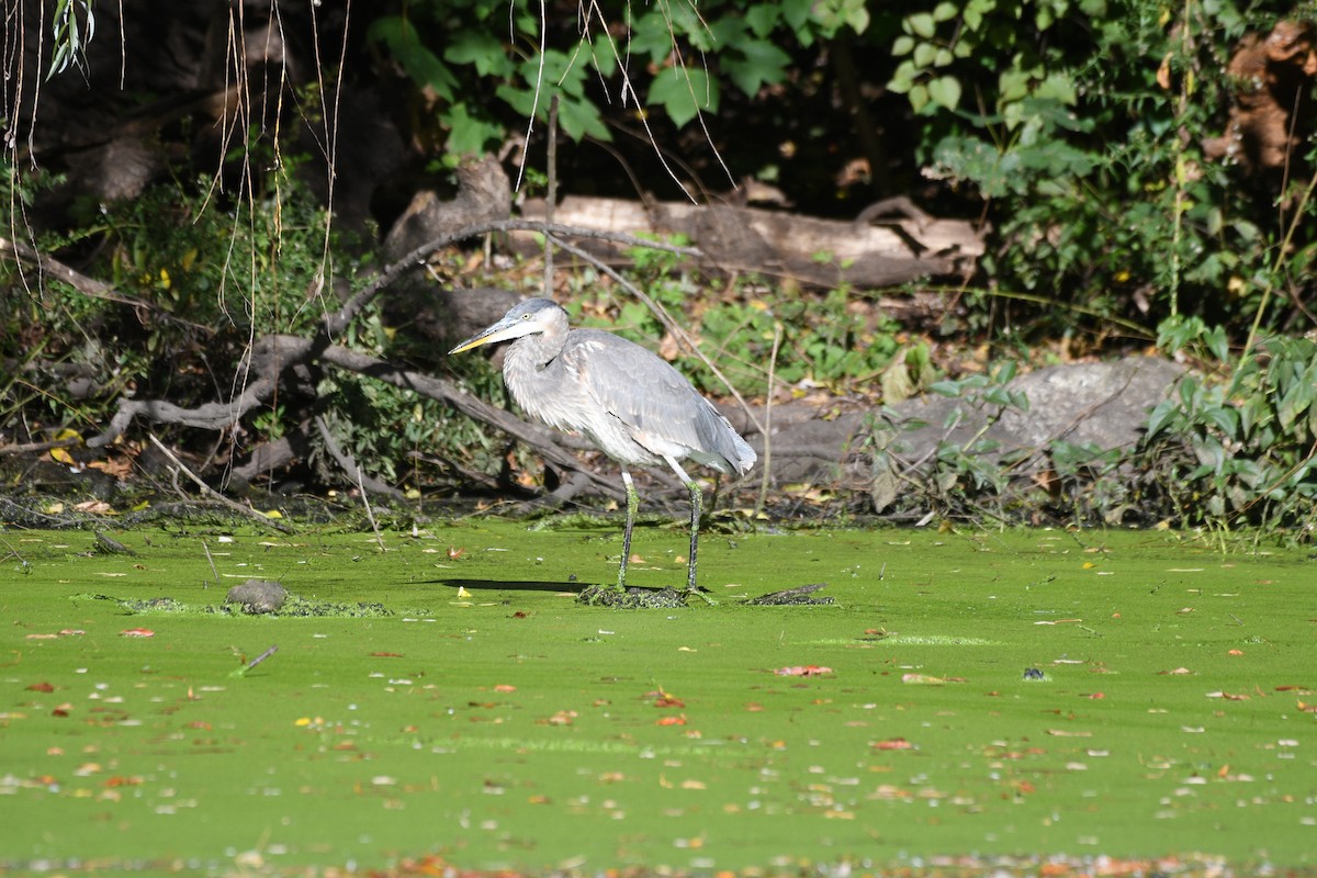 Great Blue Heron - ML644397115