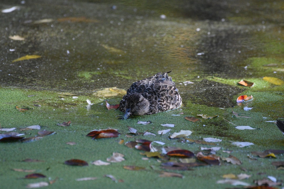 Green-winged Teal - ML644397117