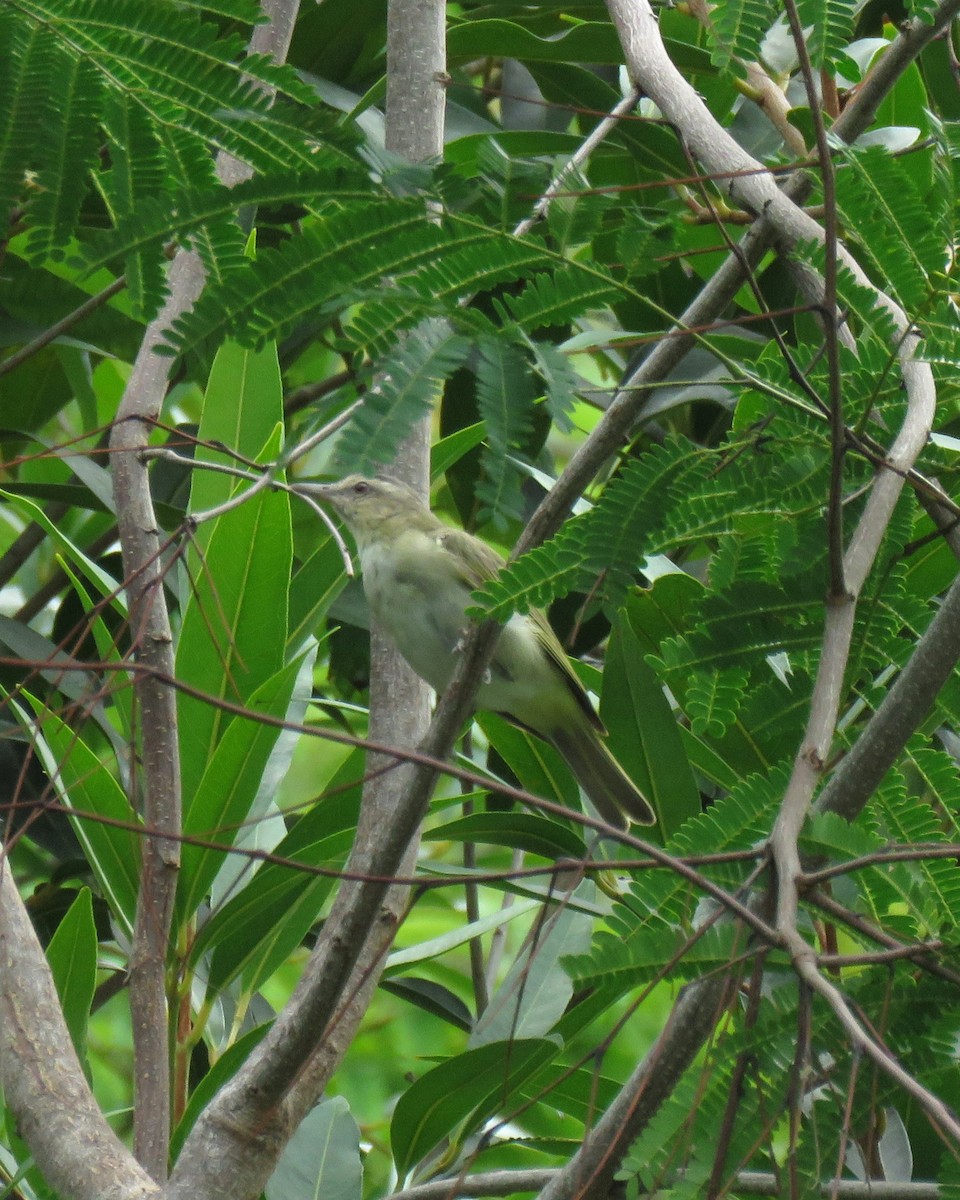 Black-whiskered Vireo - ML644397120