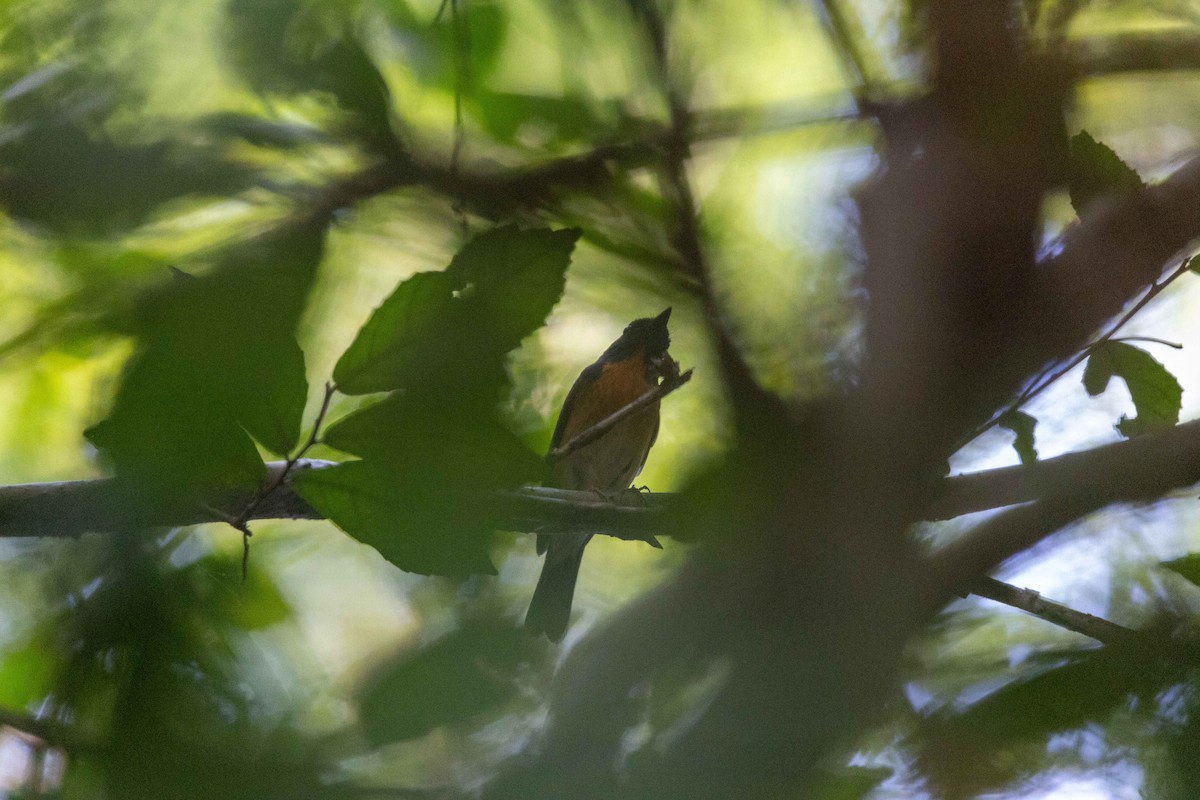 Chinese Blue Flycatcher - ML644397122