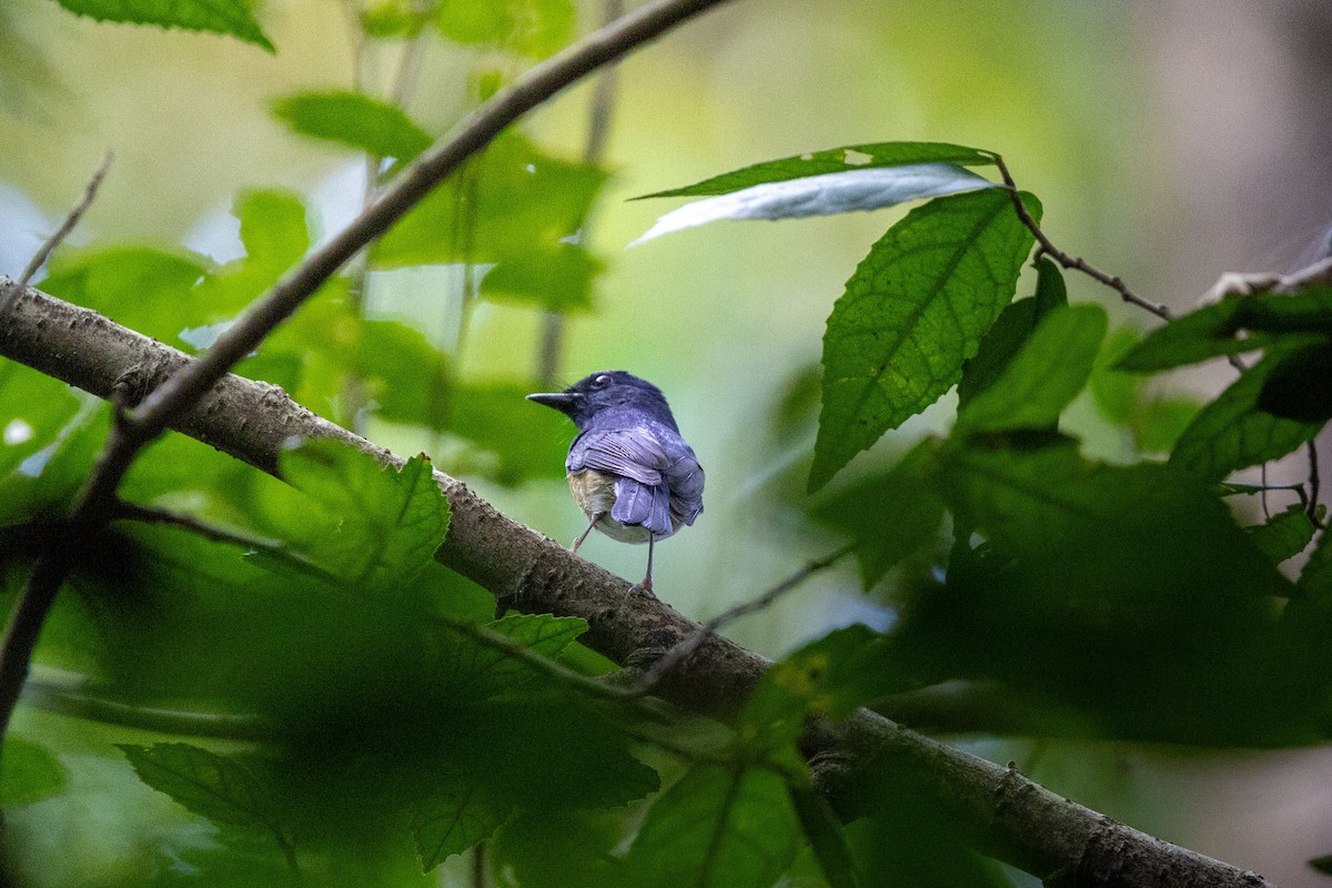 Chinese Blue Flycatcher - ML644397123