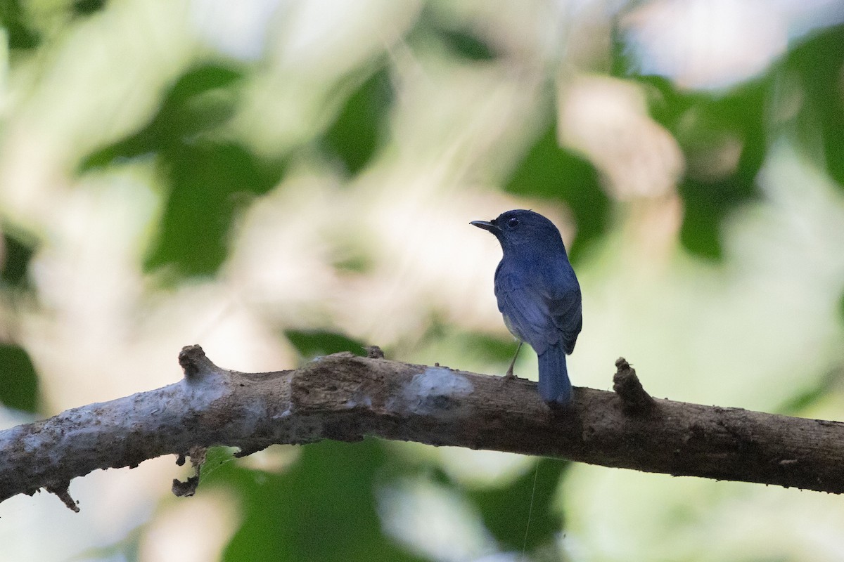 Chinese Blue Flycatcher - ML644397125