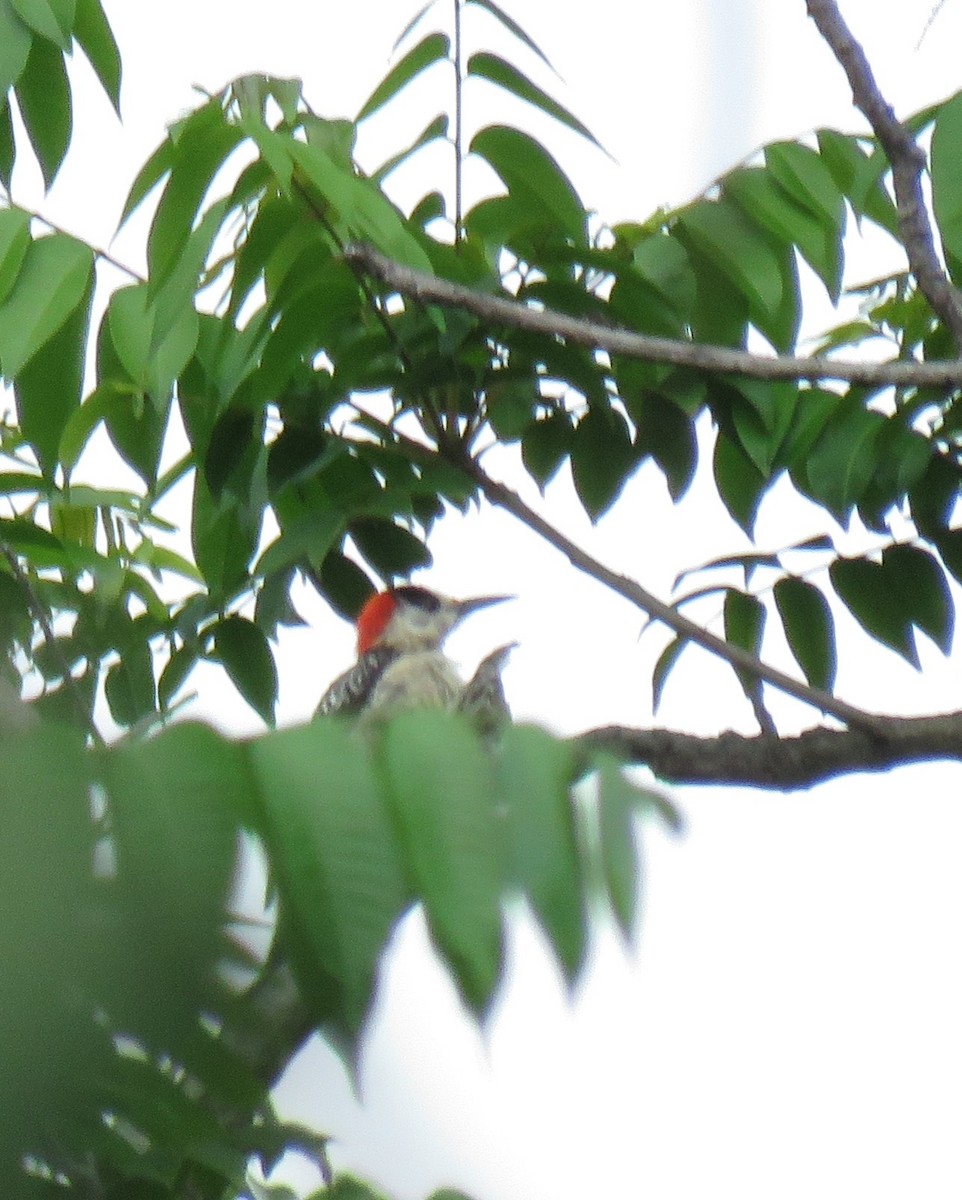 Гіла багамська - ML644397138